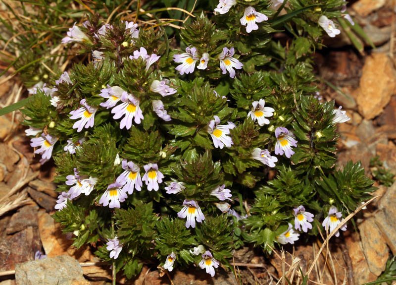 Euphrasia sp red 1.jpg