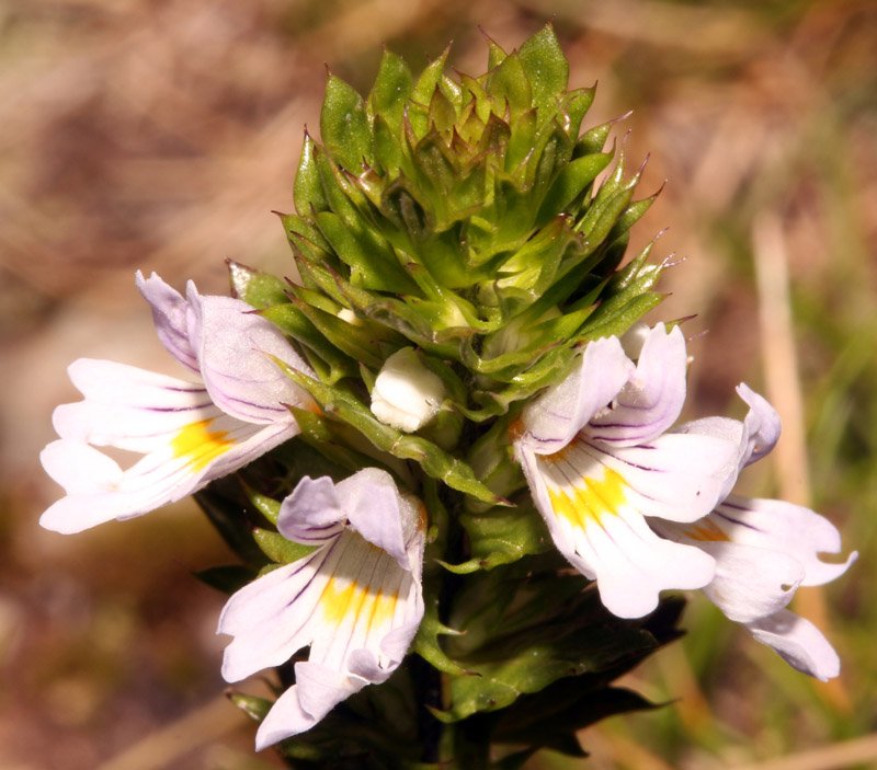 Euphrasia sp red 2.jpg