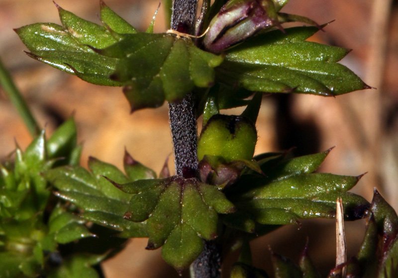 Euphrasia sp red 3.jpg
