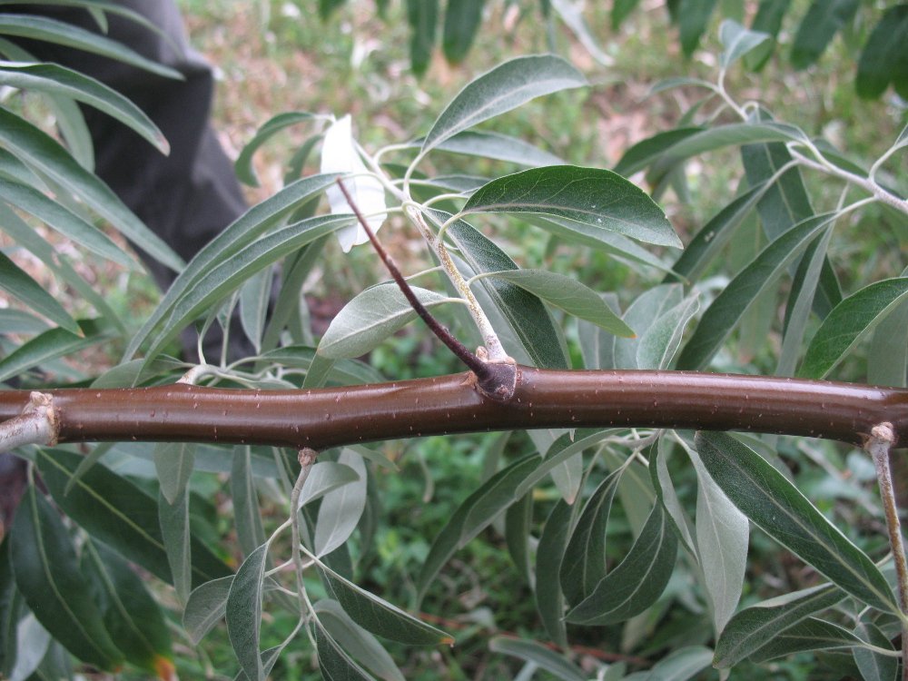 les épines sur les branches