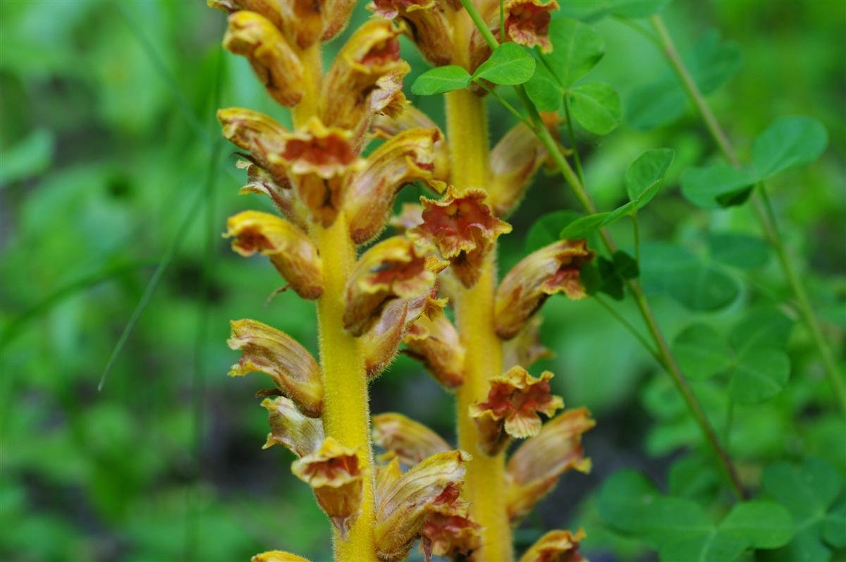 Inflorescence