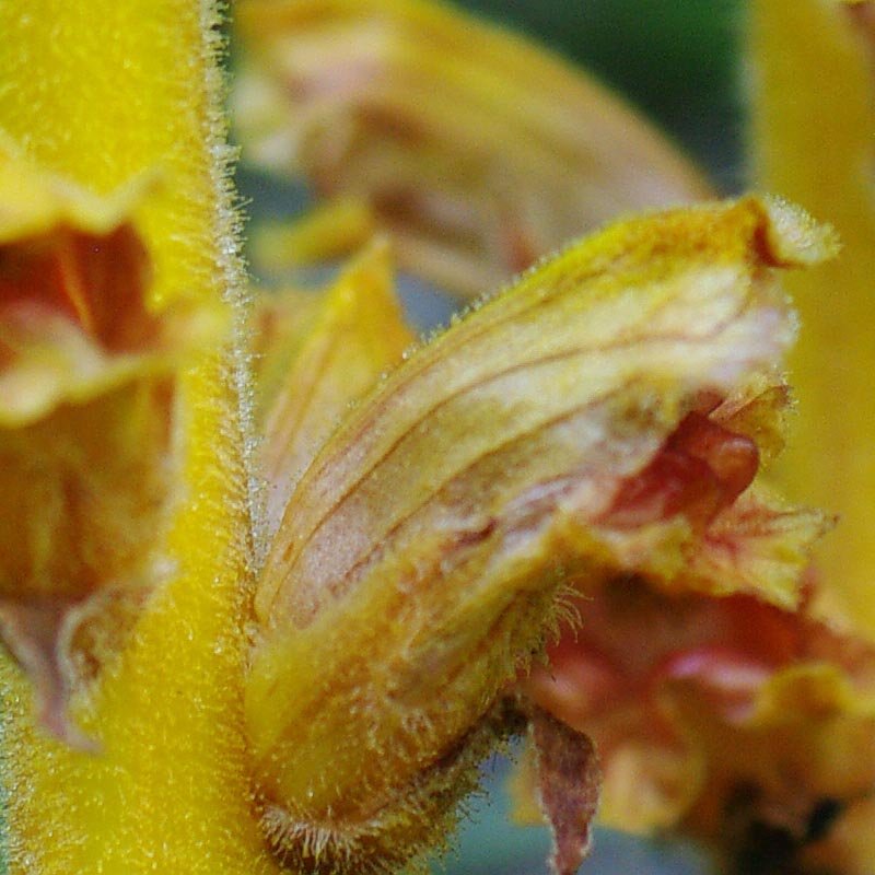 Détail des fleurs