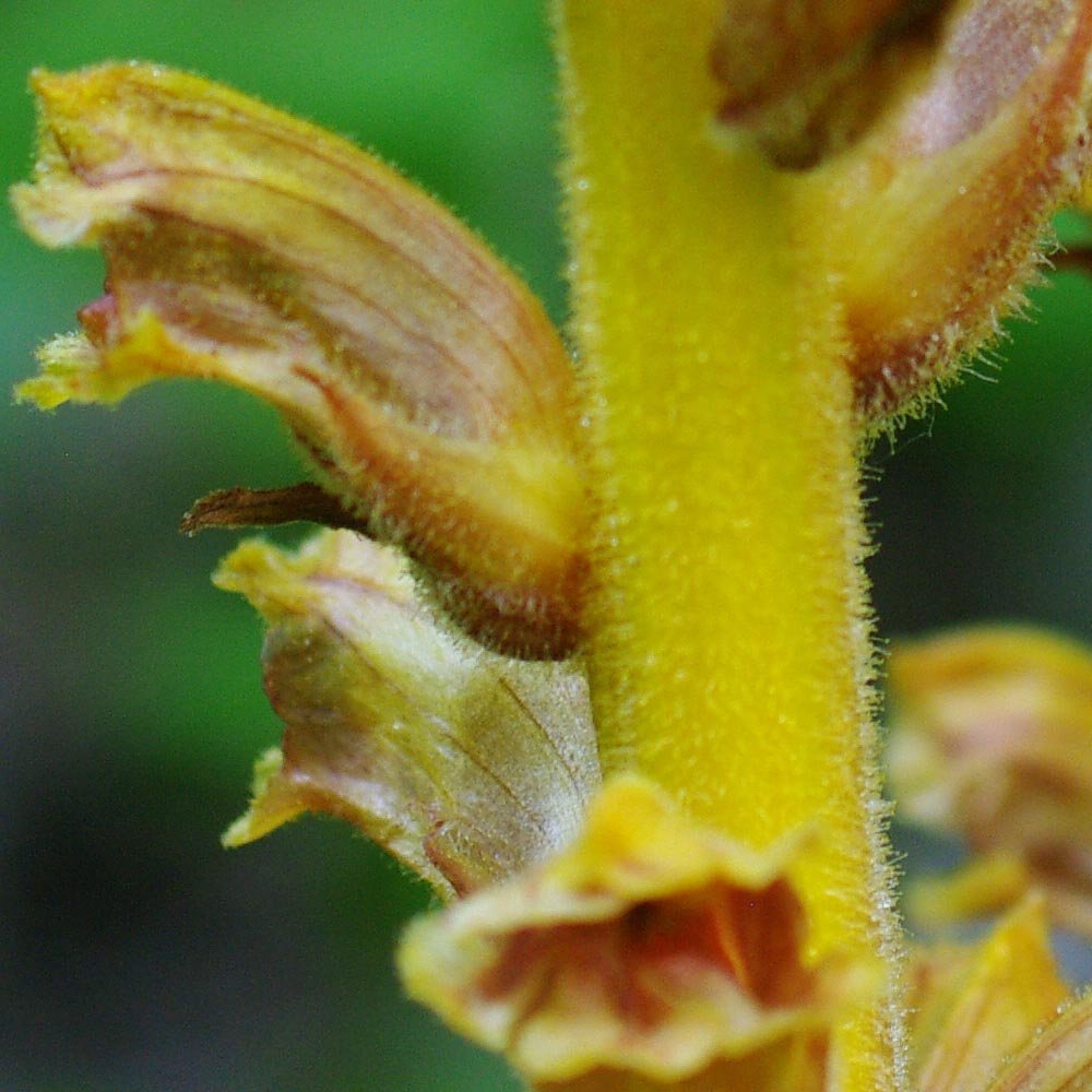 Détail des fleurs