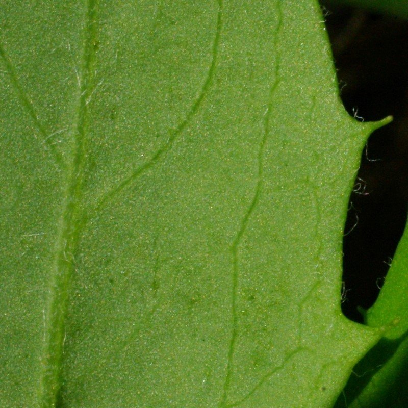 Détail des feuilles