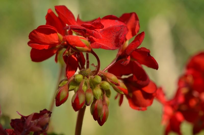 Cacyreus marshalli, chenille 1.JPG