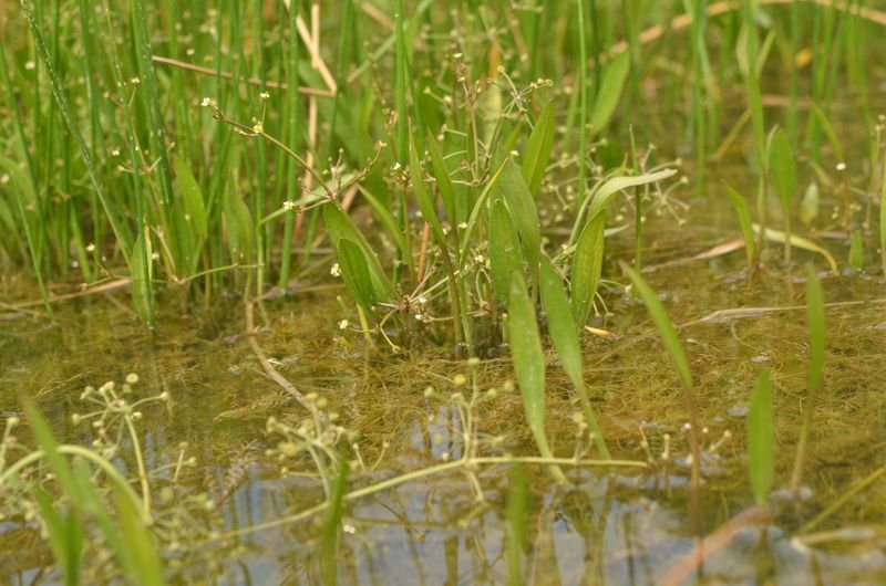 Alisma gramineum 1.JPG