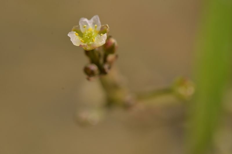 Alisma gramineum 2.JPG