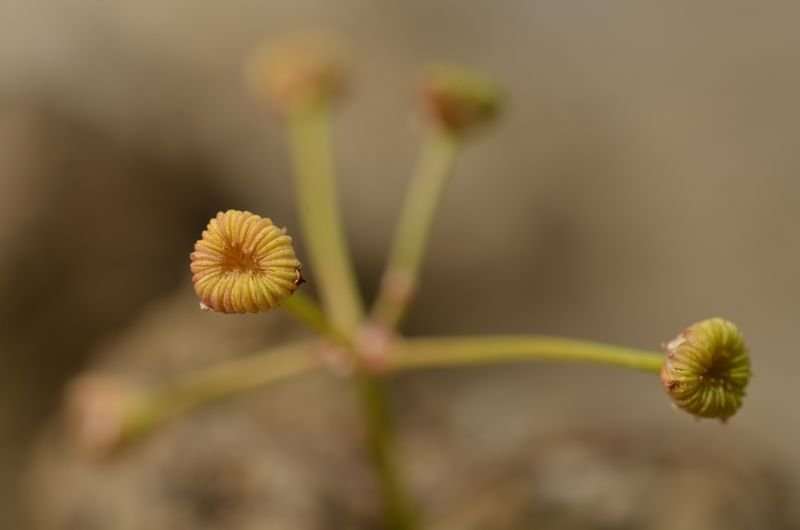 Alisma gramineum 3.JPG