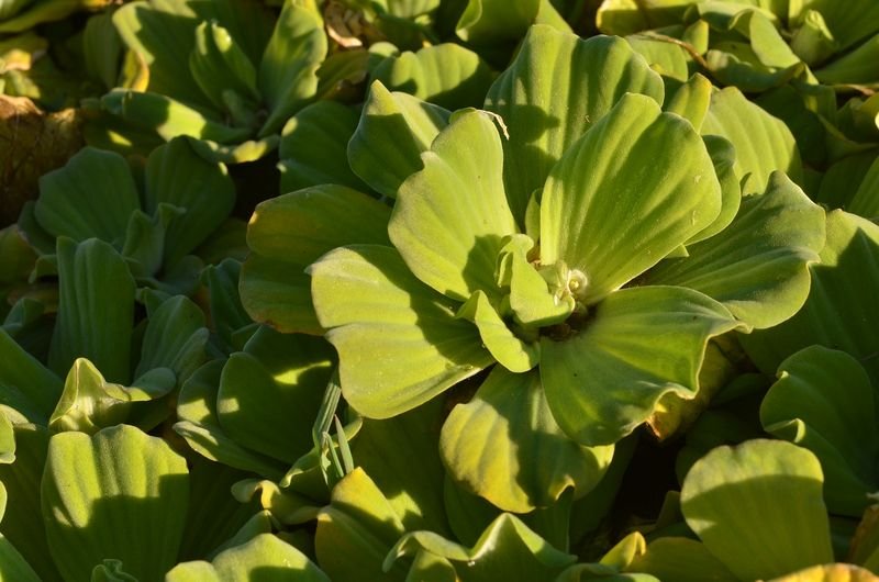 Pistia stratioites (6).JPG