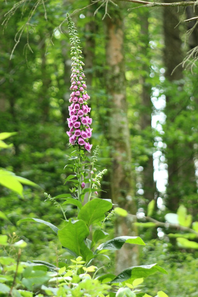 Digitalis purpurea.JPG