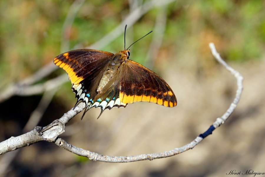 _Ins-Papi-Charaxes-jasius-Pacha-a-deux-queues-Hyeres.jpg