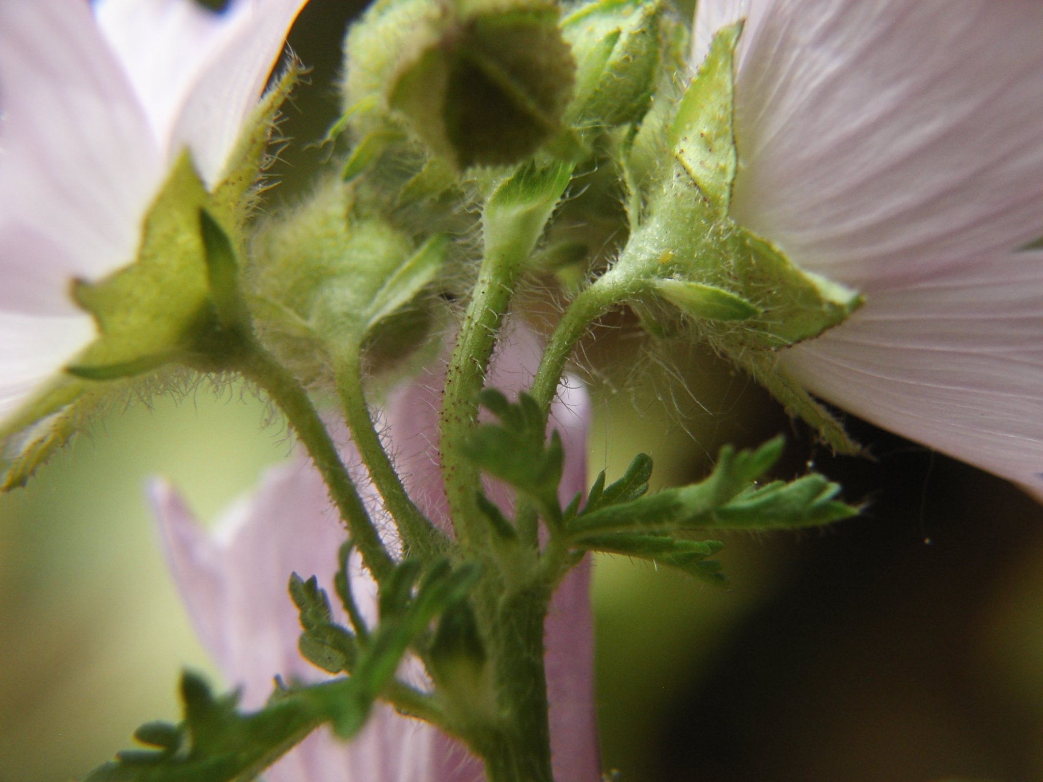 Malva moschata 01.jpg