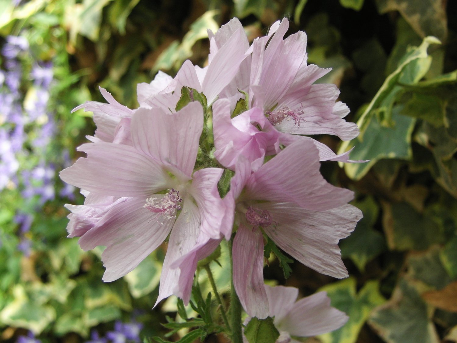 Malva moschata 02 reduit.jpg