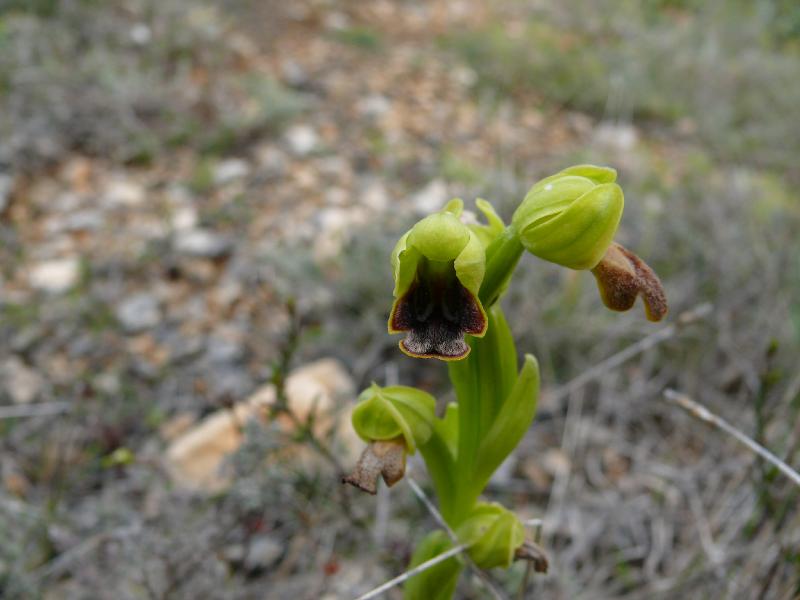 ophrys fusca.jpg