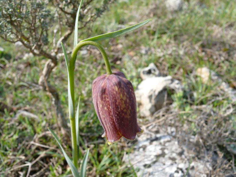 fritilliara pyrenaica.jpg