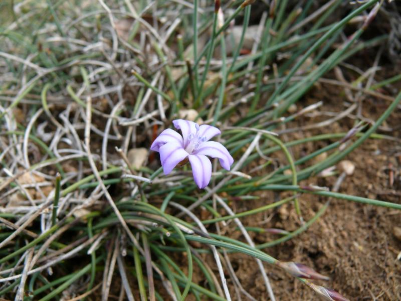 aphyllanthes monspeliensis.jpg