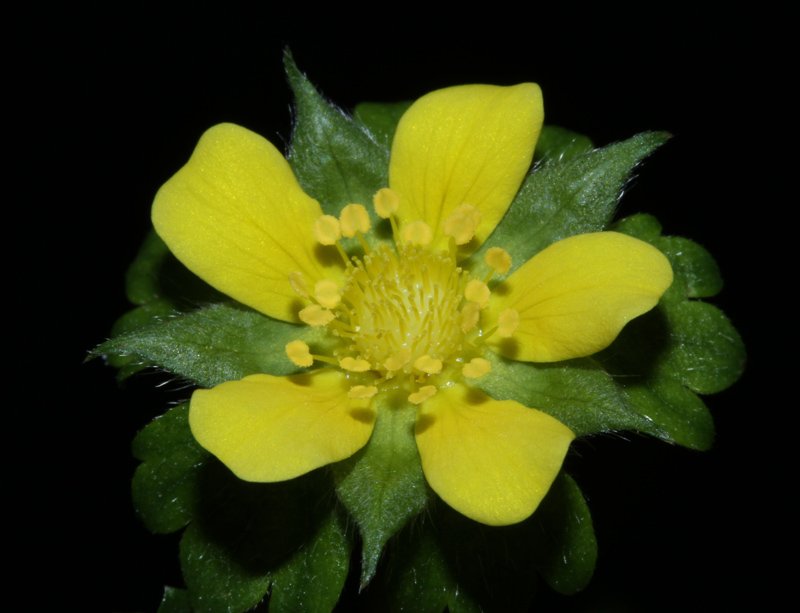 Potentilla sp red 2.jpg