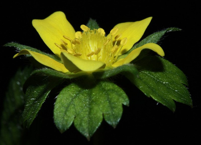 Potentilla sp red 3.jpg