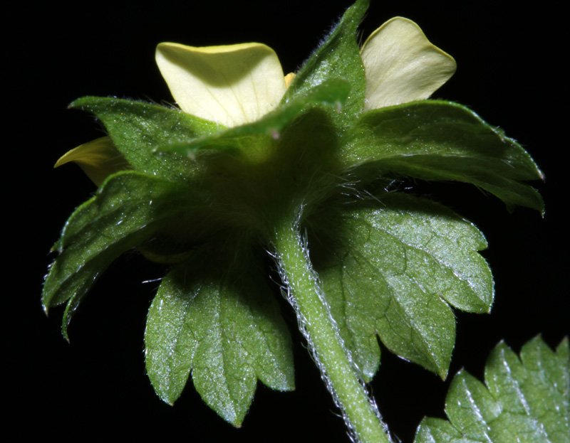 Potentilla sp red 4.jpg