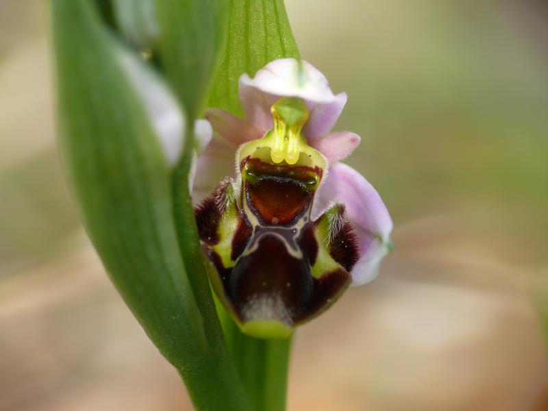 ophrys scolopax.jpg