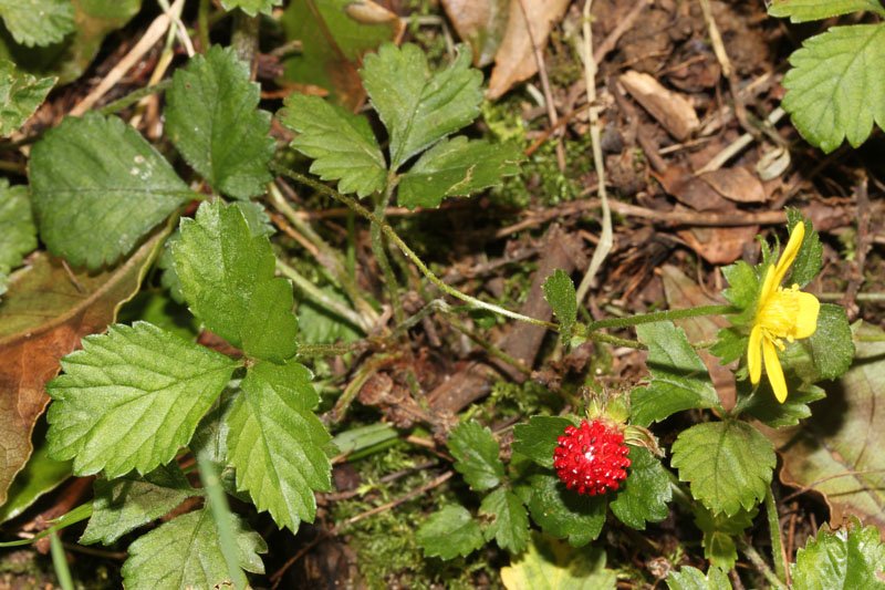 Potentilla indica - Fraisier à fleurs jaunes red.jpg