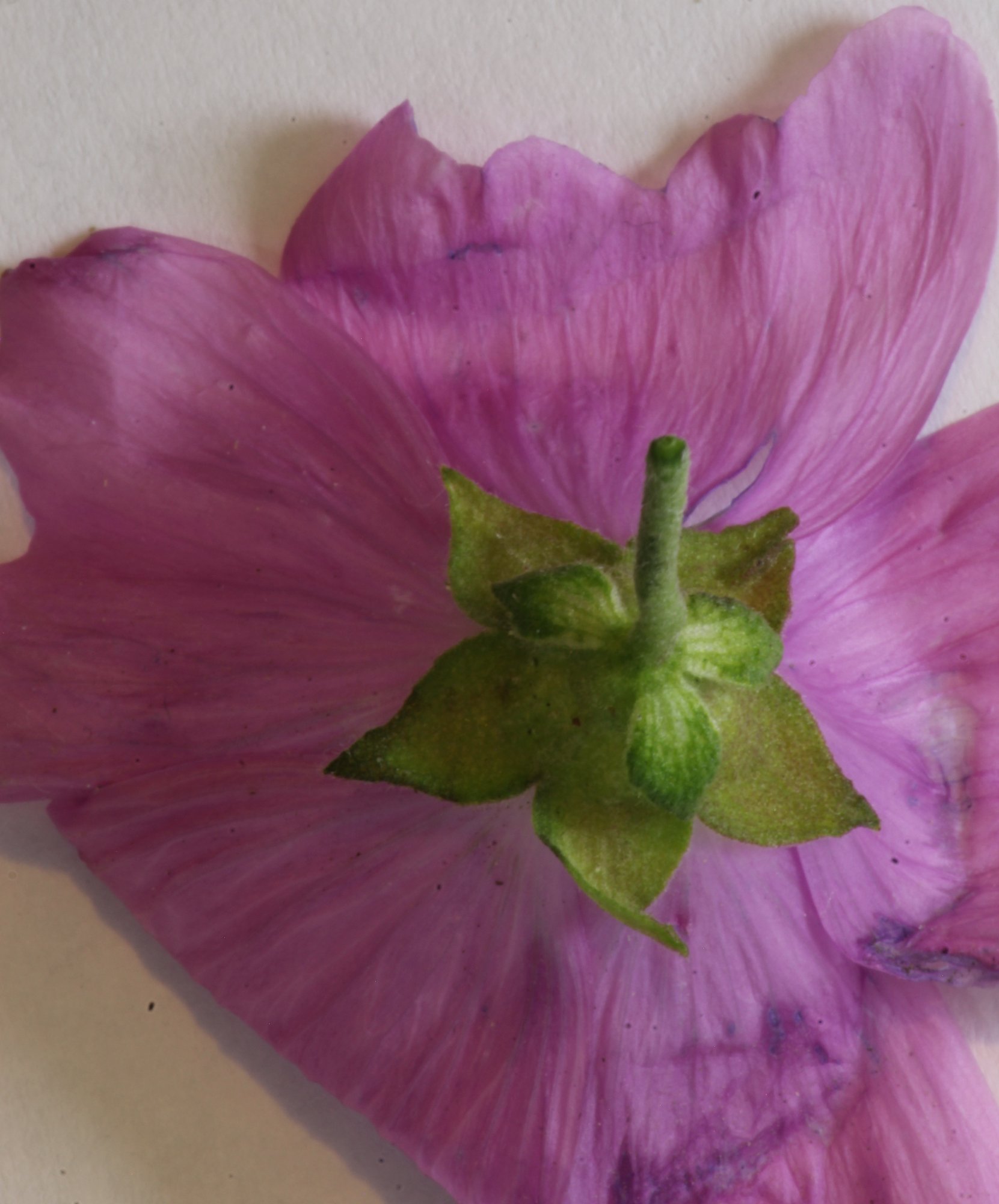 Malva alcea - Calicule_Reduit.JPG