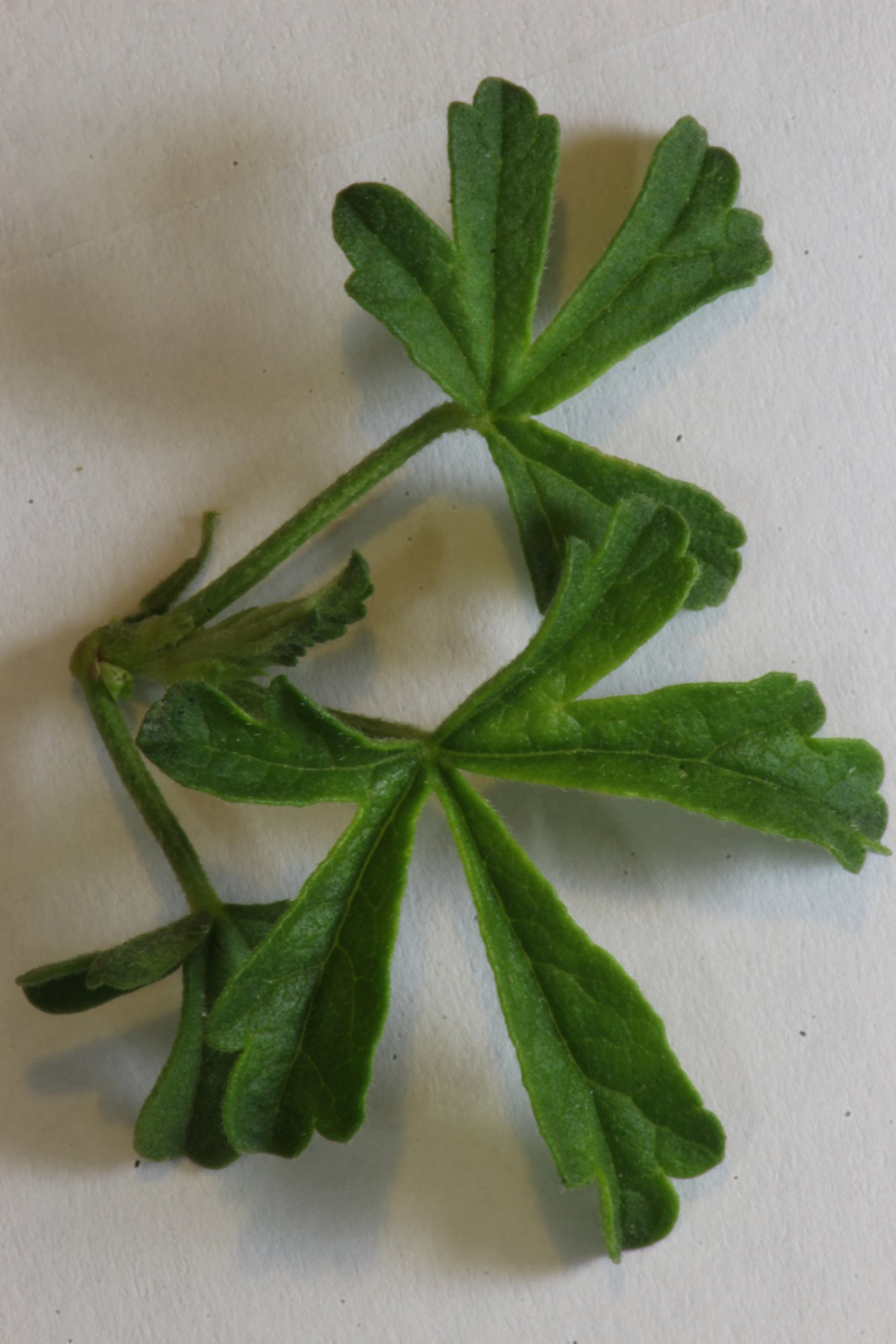 Malva alcea - Feuilles_Reduit.JPG