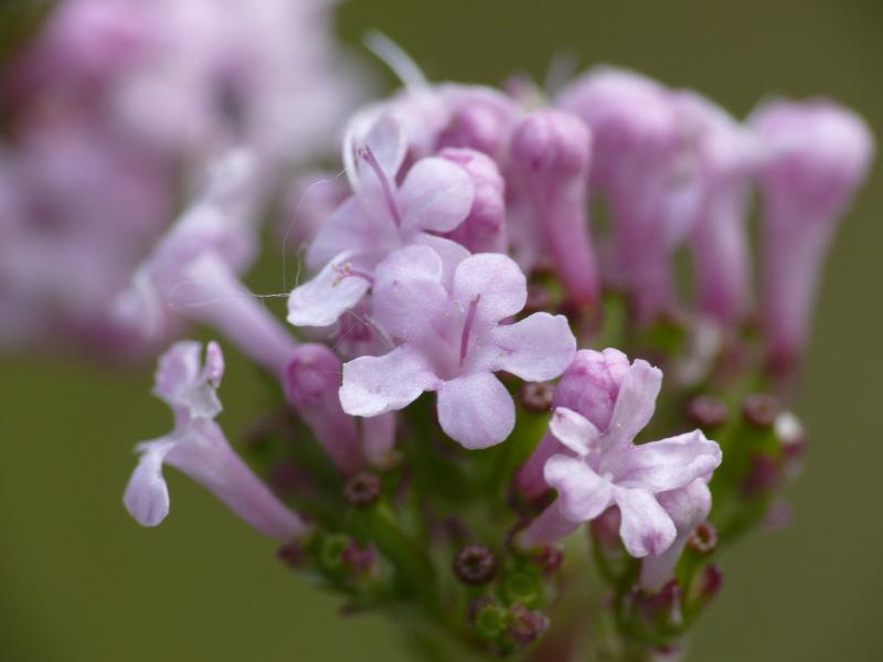 valeriana apula.jpg