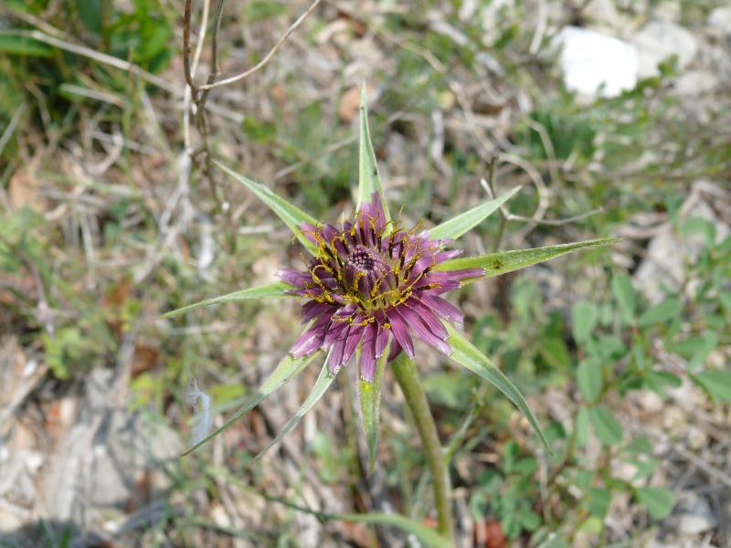 tragopogon croccifolius.jpg