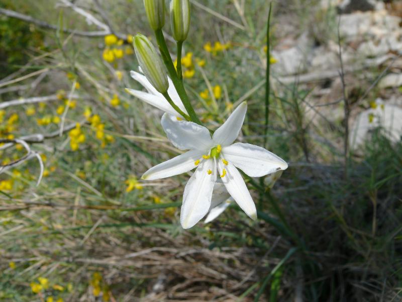 anthericum liliago.jpg