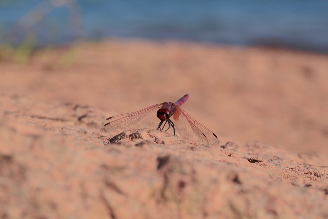 Trithemis annulata.jpg