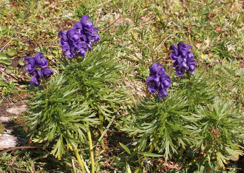 Ranunculacées - Aconitum napellus red 1.jpg