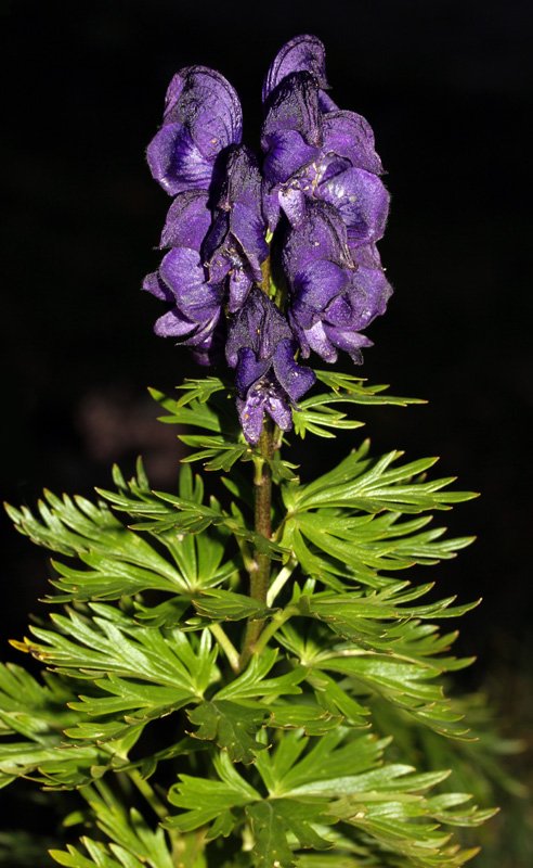 Ranunculacées - Aconitum napellus red 2.jpg