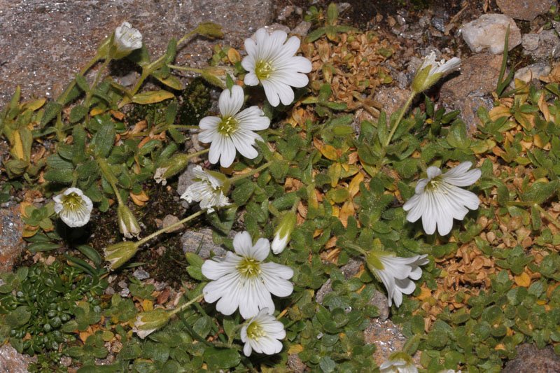 Cerastium sp red 1.jpg