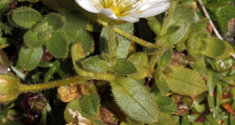 Cerastium sp red 2.jpg