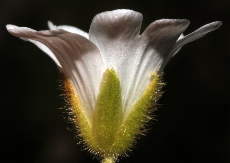 Cerastium sp red 3.jpg