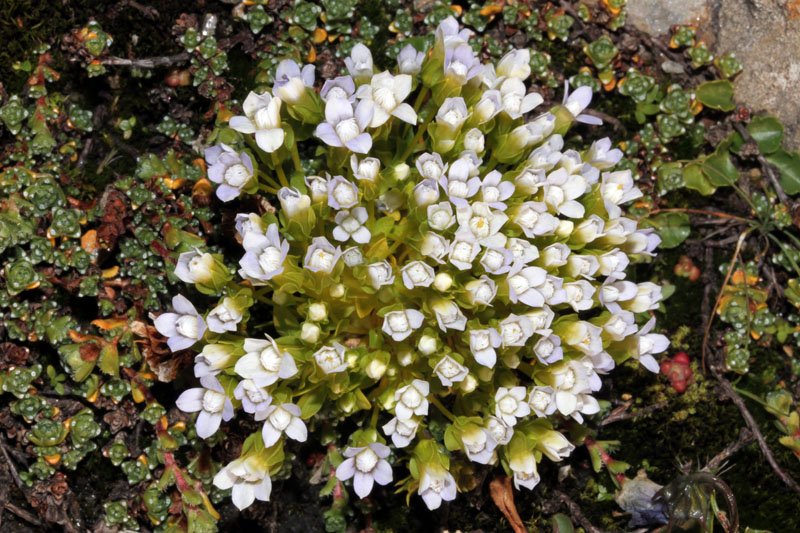 Gentianella sp red 1.jpg