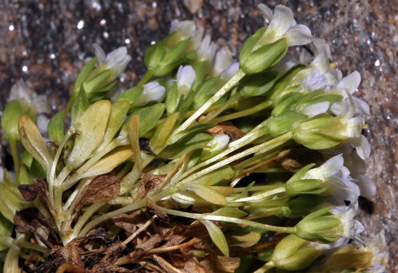 Gentianella sp red 2.jpg