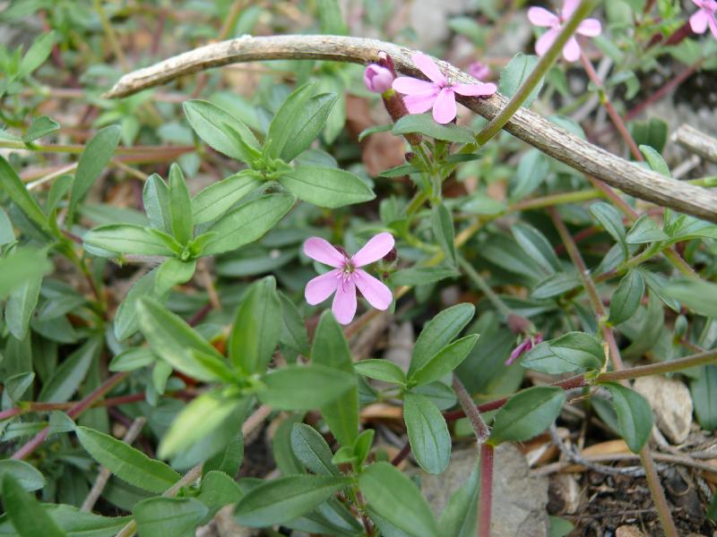 saponaria ocymoides.jpg