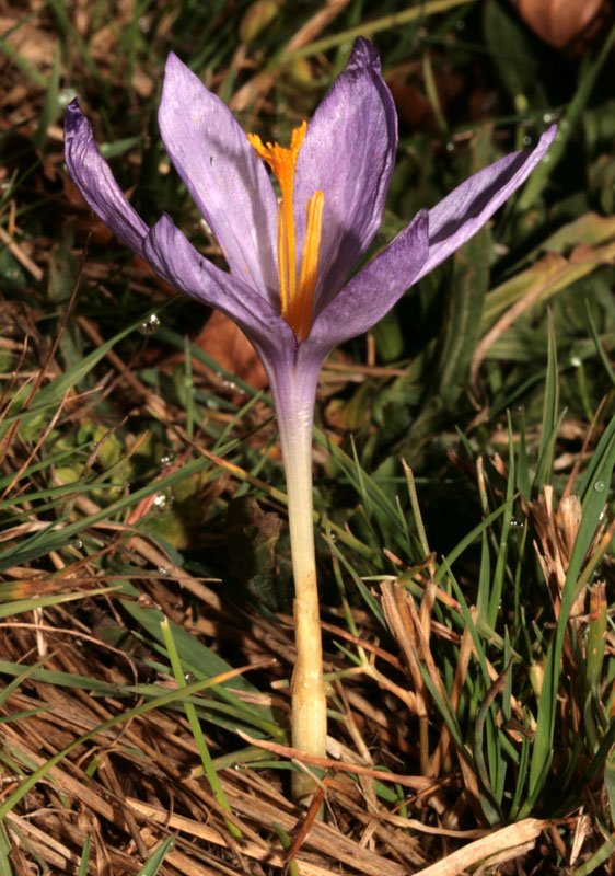 Crocus nudiflorus