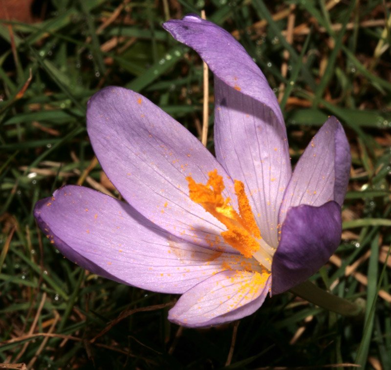 Crocus nudiflorus