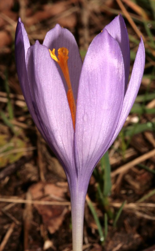 Crocus nudiflorus