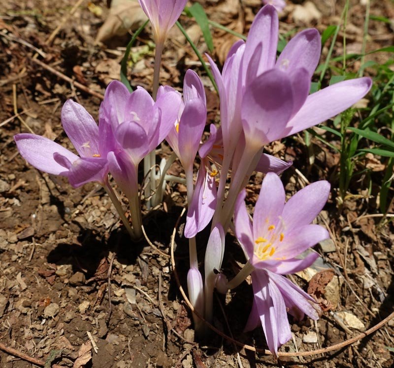 Colchicum multiflorum