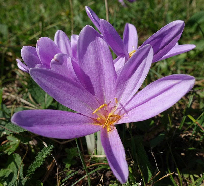 Colchicum multiflorum