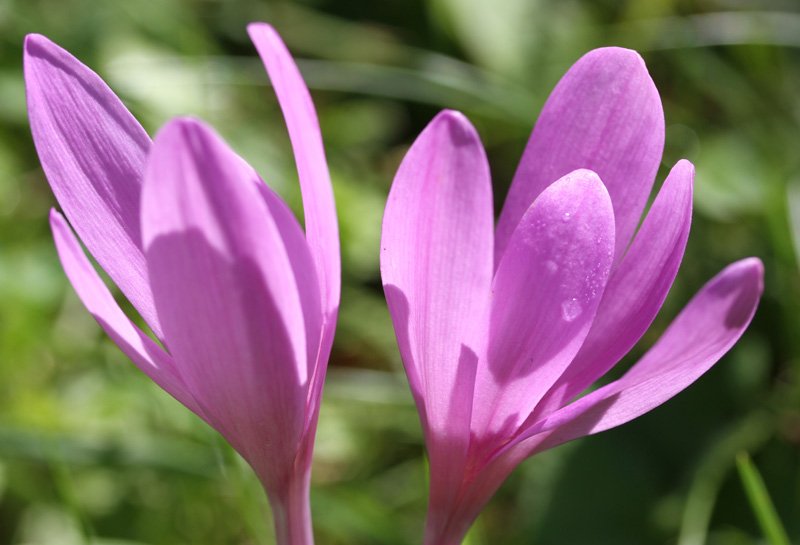 Colchicum multiflorum