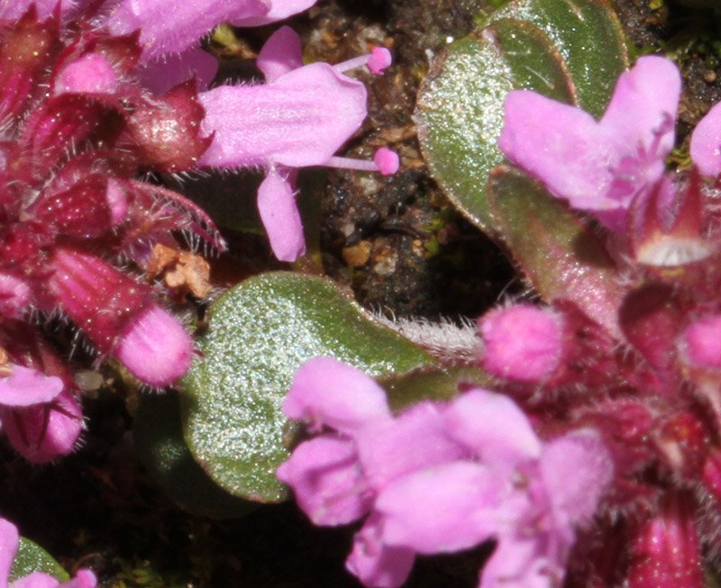 Lamiacées - Thymus polytrichus red 2.jpg