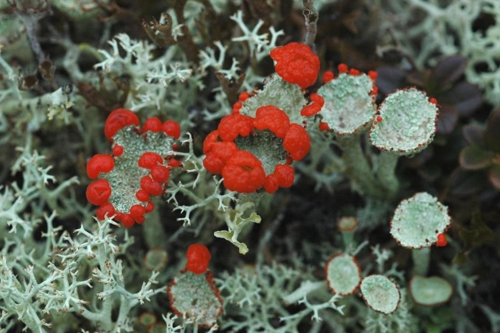 Cladonia borealis (Alaska) 01c.jpg