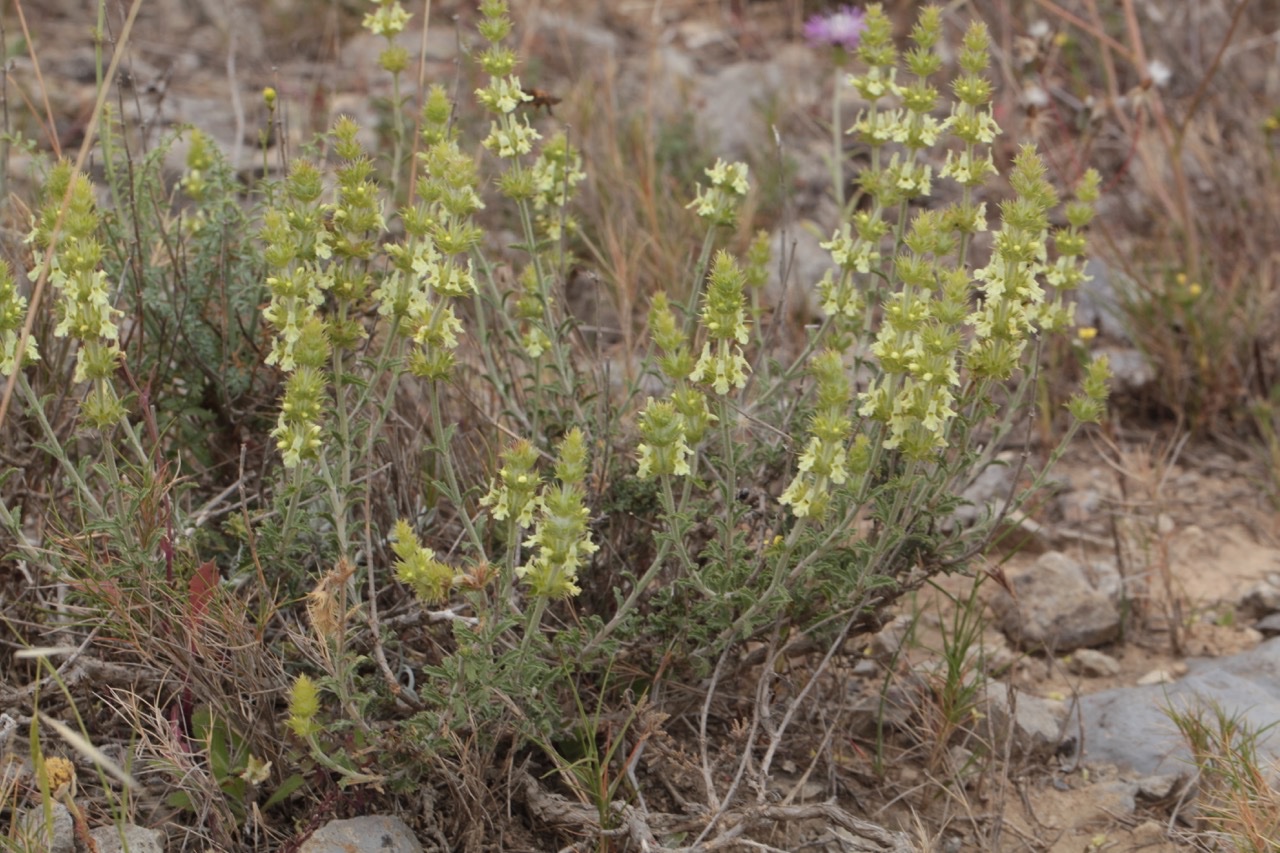 Sideritis fruticulosa.jpg