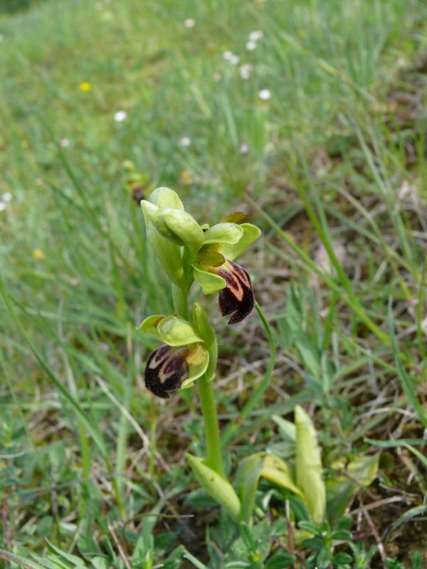 ophrys.jpg