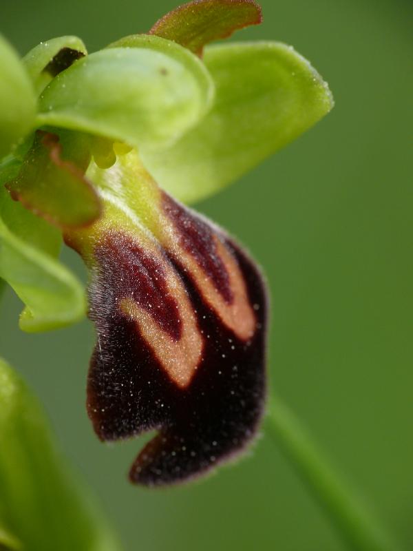ophrys detail.jpg